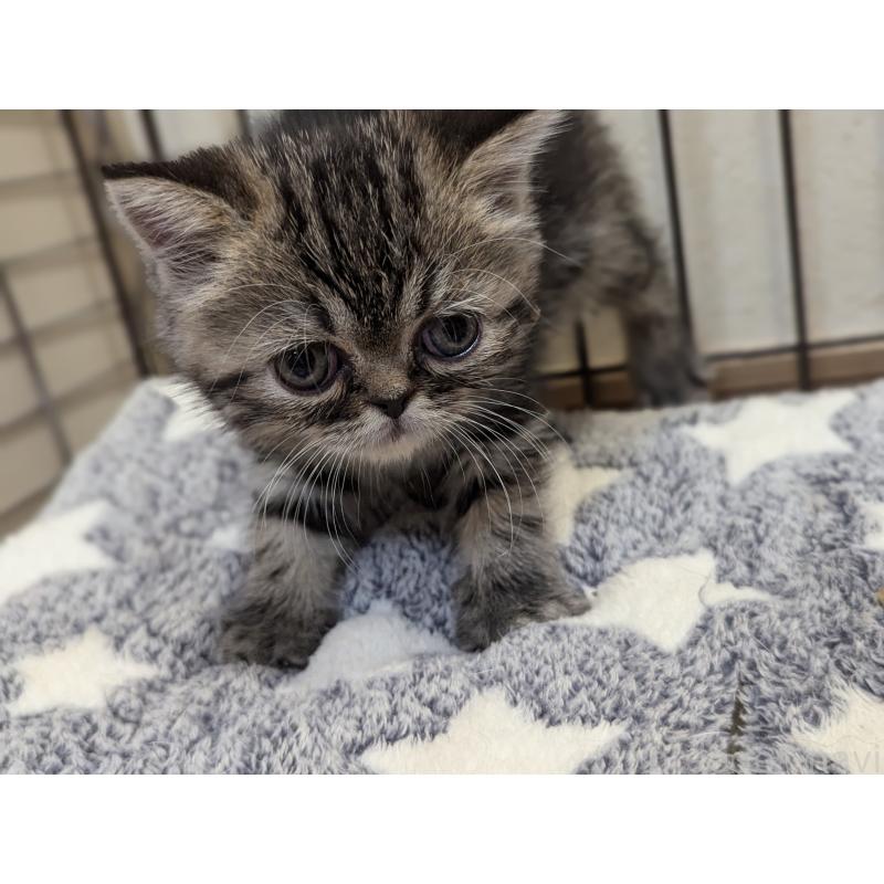 成約済の愛知県のエキゾチックショートヘア-125330の8枚目