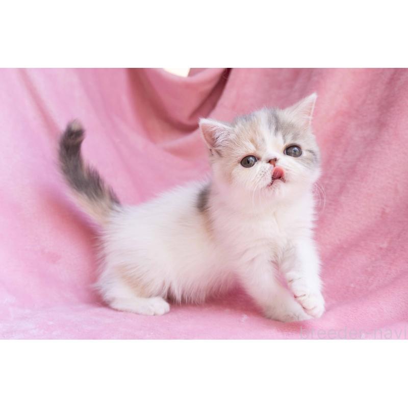 成約済の東京都のエキゾチックショートヘア-122425の5枚目