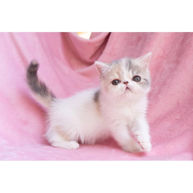 成約済の東京都のエキゾチックショートヘア-122425の3枚目