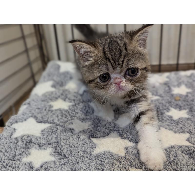 成約済の愛知県のエキゾチックショートヘア-125332の9枚目