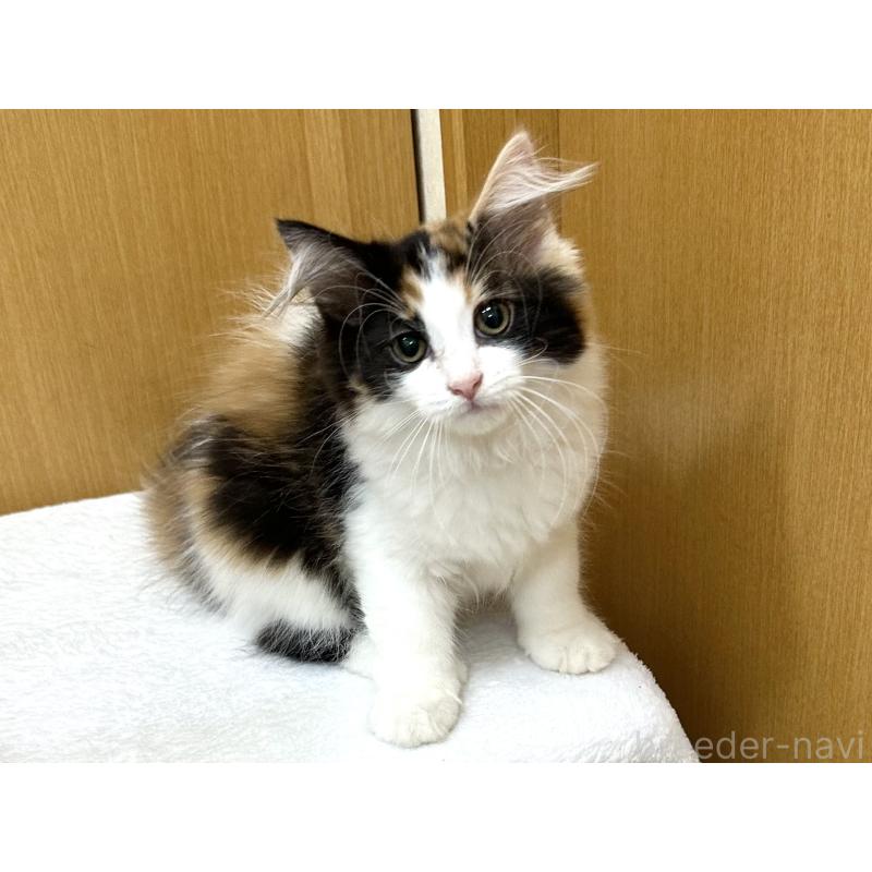 成約済の千葉県のラガマフィン-121412の9枚目