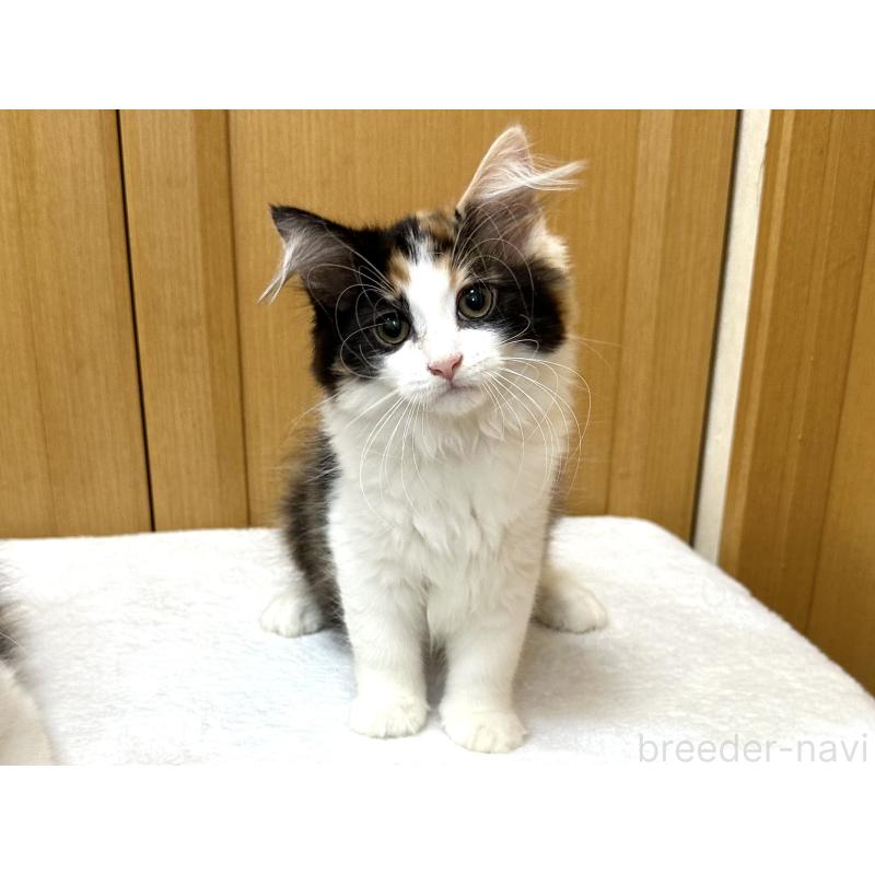 成約済の千葉県のラガマフィン-121412の7枚目
