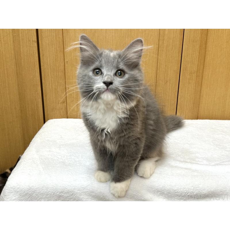 成約済の千葉県のラガマフィン-121416の15枚目