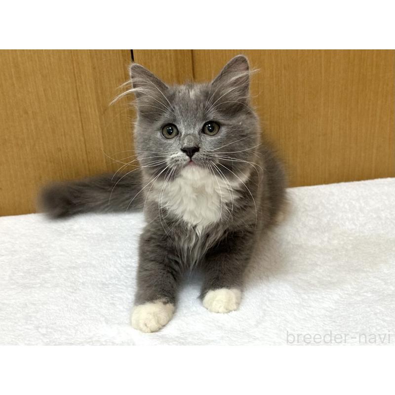 成約済の千葉県のラガマフィン-121416の14枚目