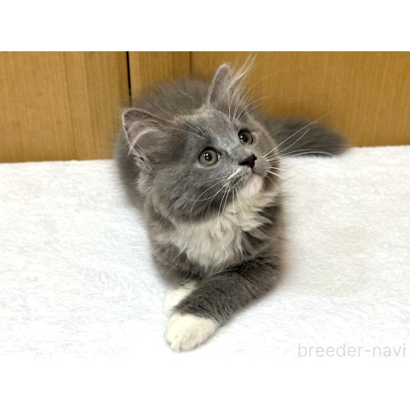 成約済の千葉県のラガマフィン-121416の13枚目