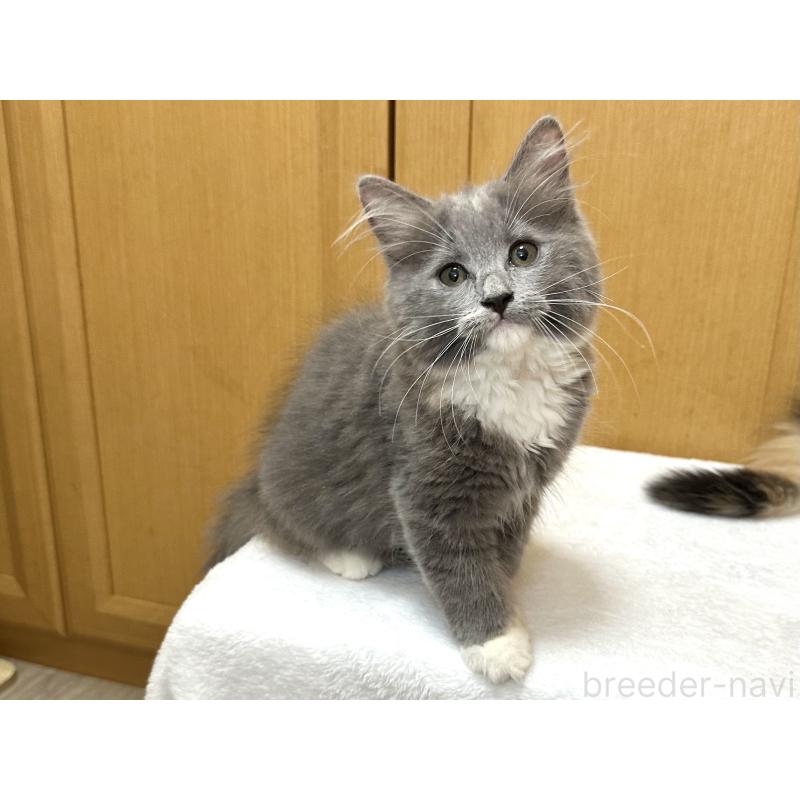 成約済の千葉県のラガマフィン-121416の12枚目