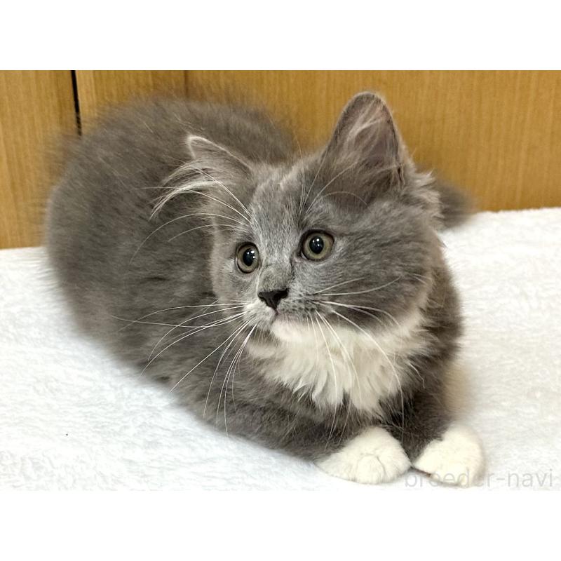 成約済の千葉県のラガマフィン-121416の11枚目