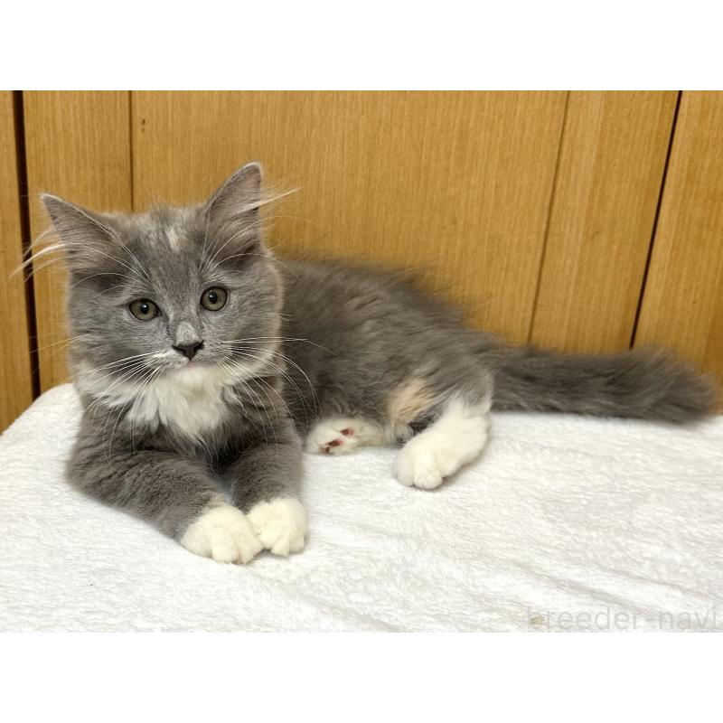 成約済の千葉県のラガマフィン-121416の10枚目