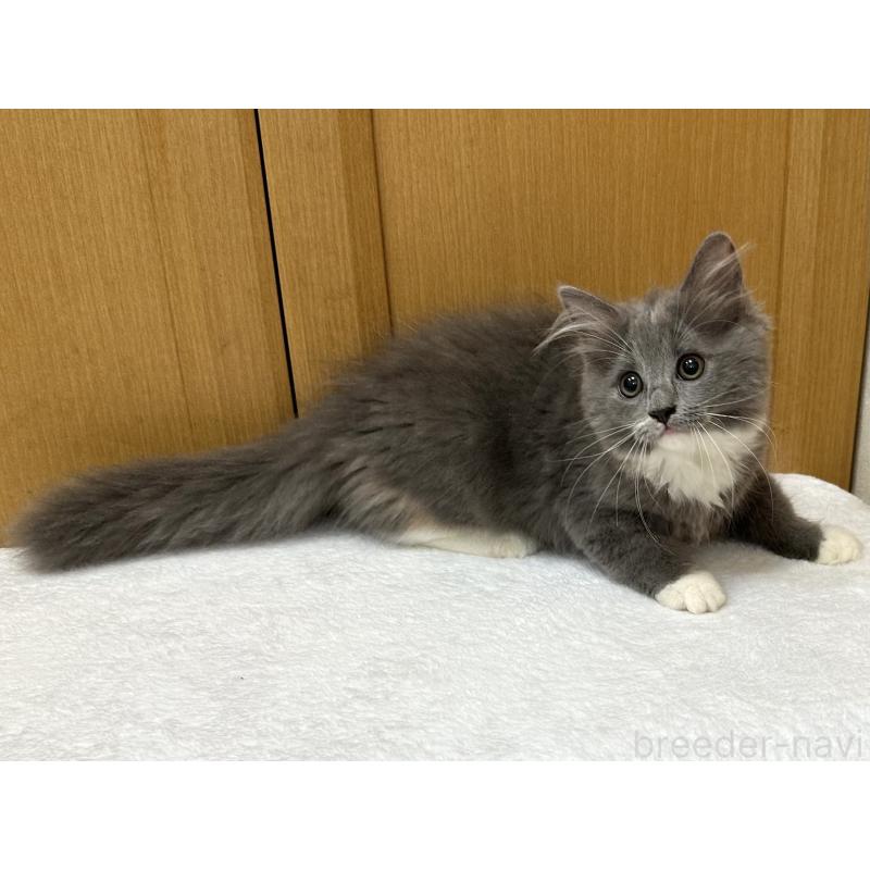 成約済の千葉県のラガマフィン-121416の9枚目