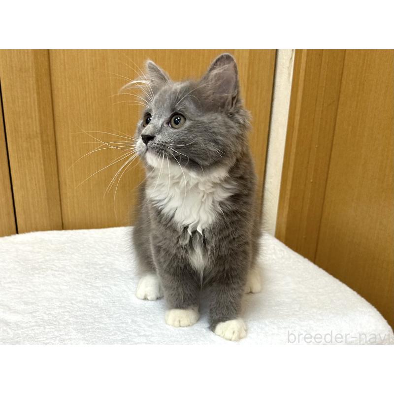 成約済の千葉県のラガマフィン-121416の8枚目