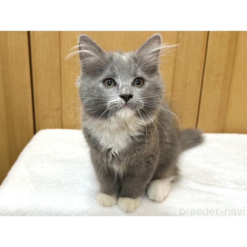 成約済の千葉県のラガマフィン-121416の7枚目