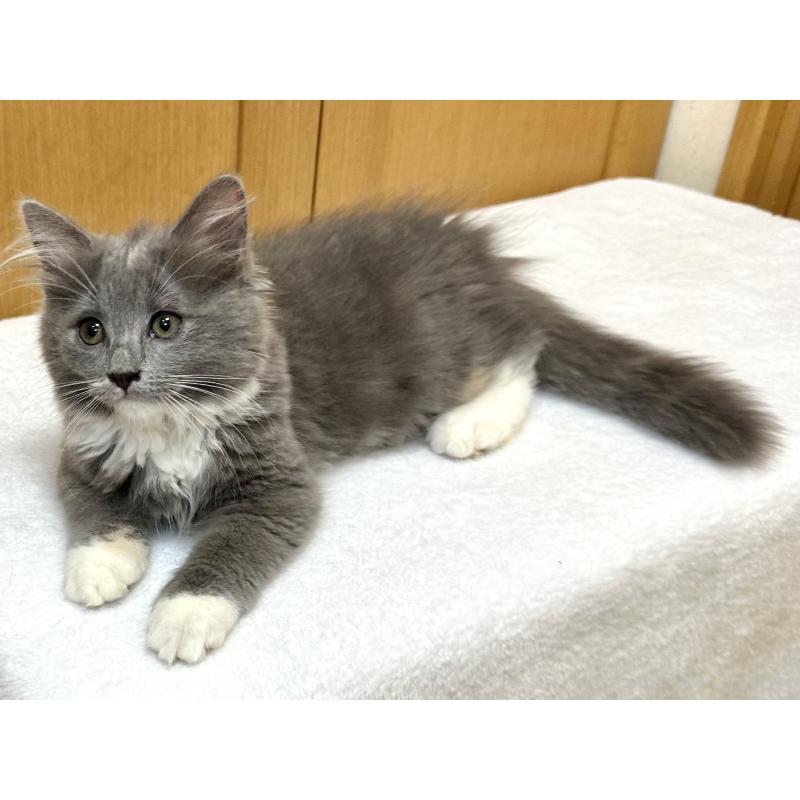 成約済の千葉県のラガマフィン-121416の6枚目