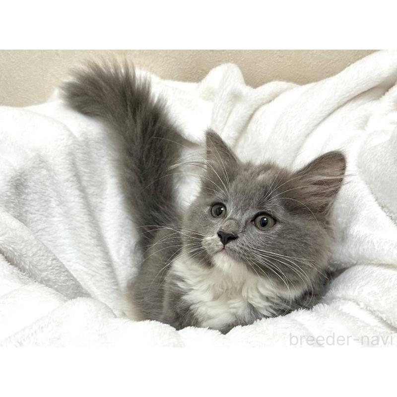 成約済の千葉県のラガマフィン-121416の5枚目