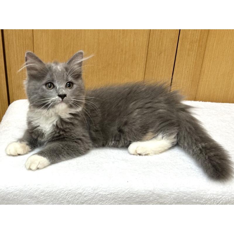 成約済の千葉県のラガマフィン-121416の4枚目