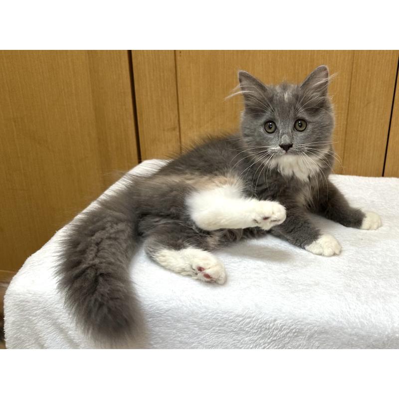 成約済の千葉県のラガマフィン-121416の3枚目