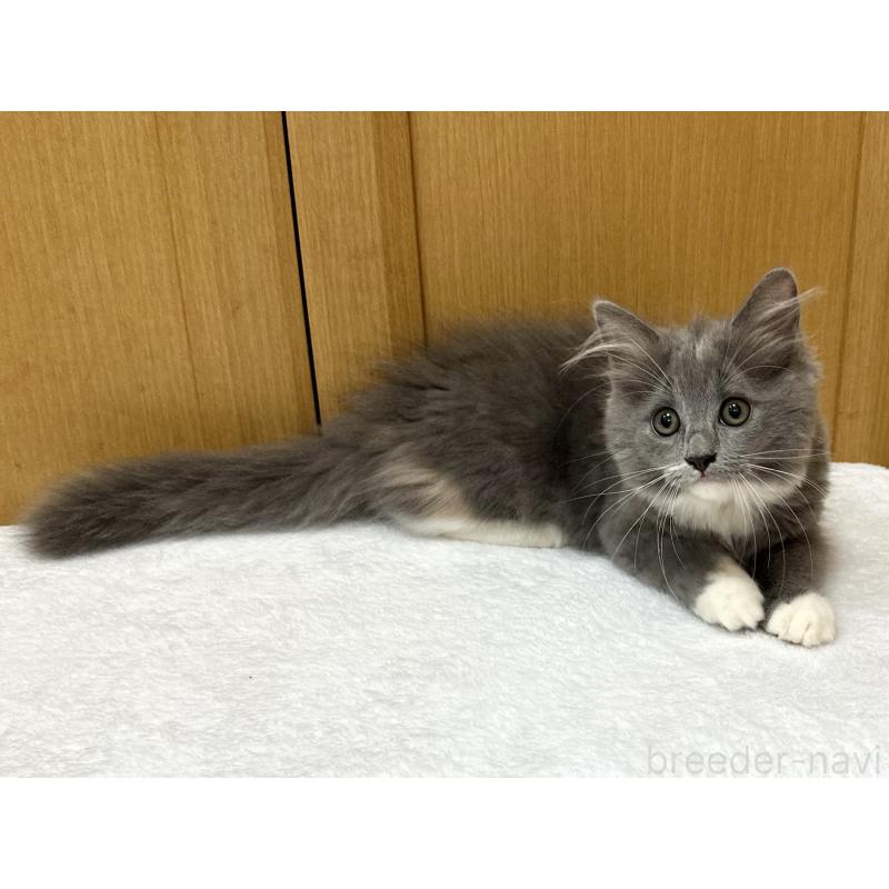 成約済の千葉県のラガマフィン-121416の2枚目