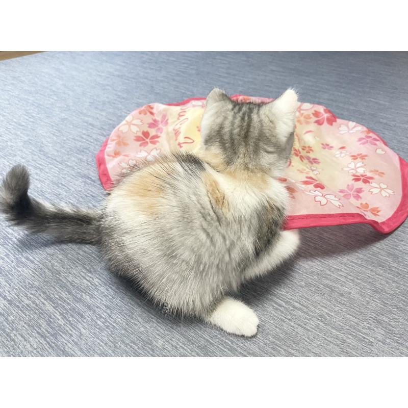 販売中の愛知県のミヌエット-121826の5枚目