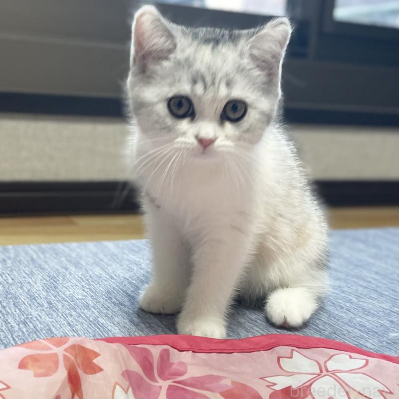 販売中の愛知県のミヌエット-121826の4枚目