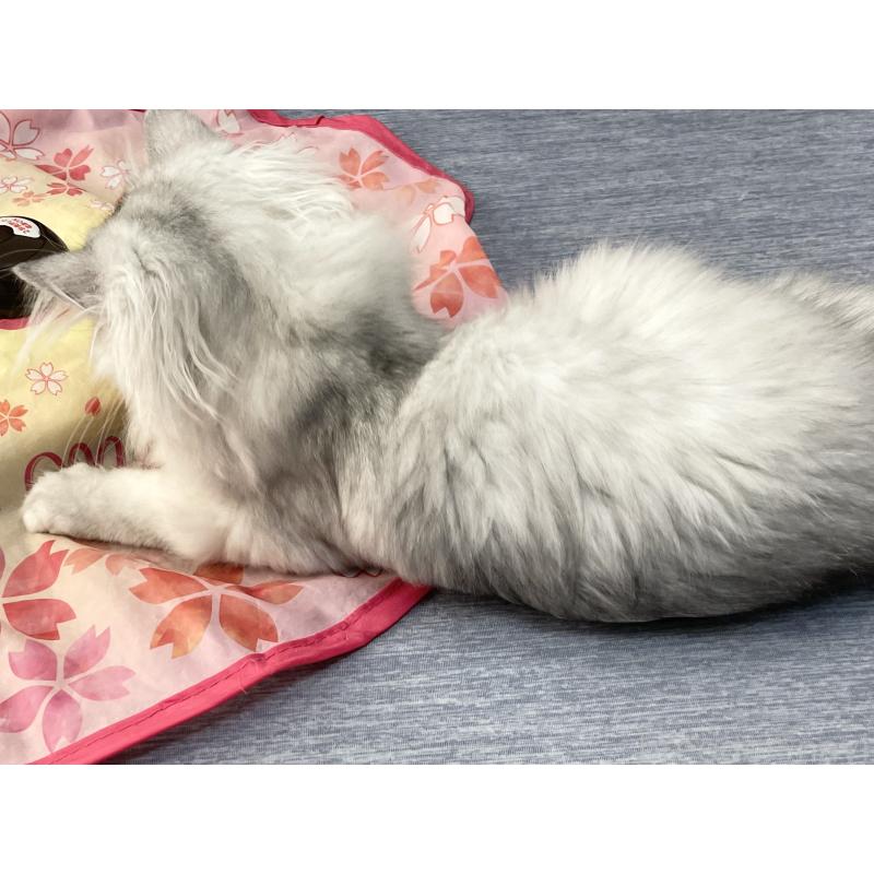 販売中の愛知県のミヌエット-117955の4枚目