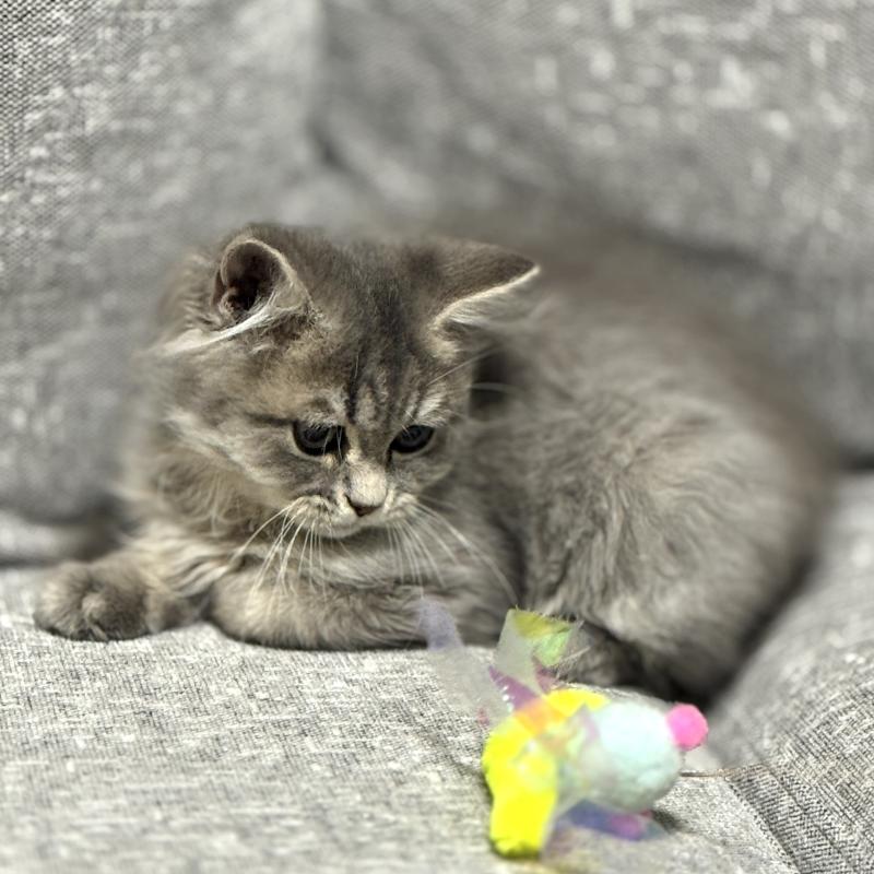 販売中の岐阜県のミヌエット-125234の3枚目