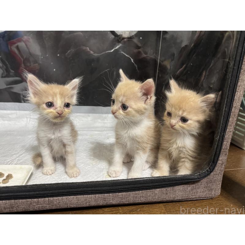 販売中の埼玉県のスコティッシュフォールド-124876の17枚目