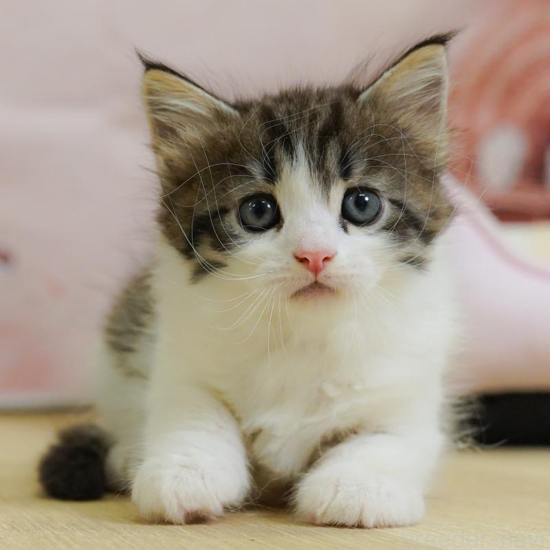 販売中の埼玉県のノルウェージャンフォレストキャット-125828の1枚目