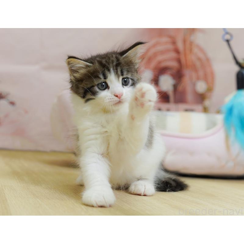 販売中の埼玉県のノルウェージャンフォレストキャット-125828の3枚目