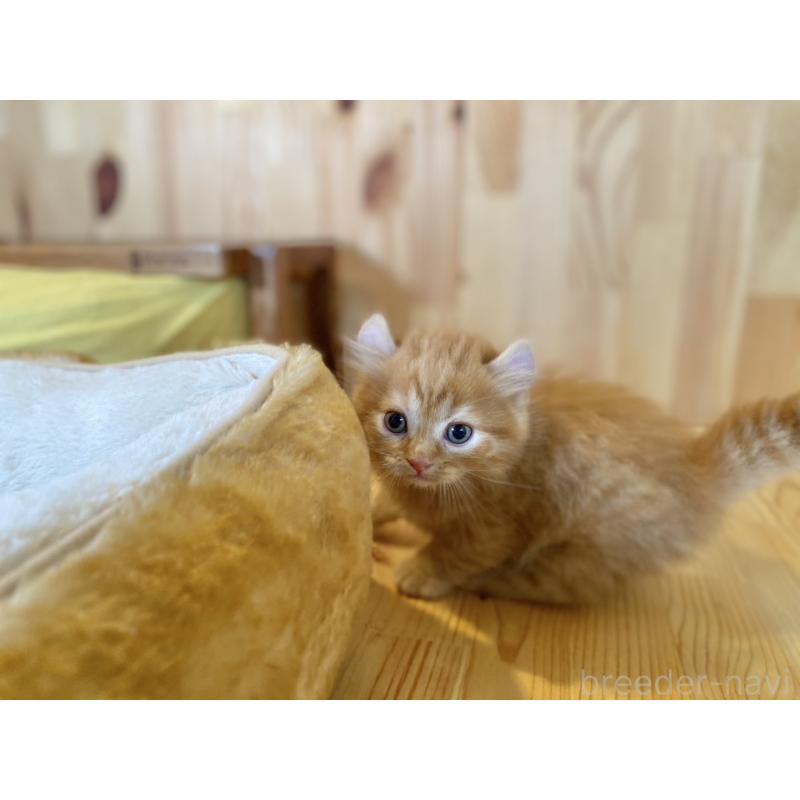 販売中の長野県のキンカロー-125840の5枚目