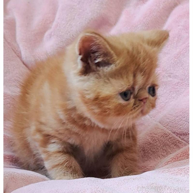 販売中の茨城県のエキゾチックショートヘア-125844の2枚目