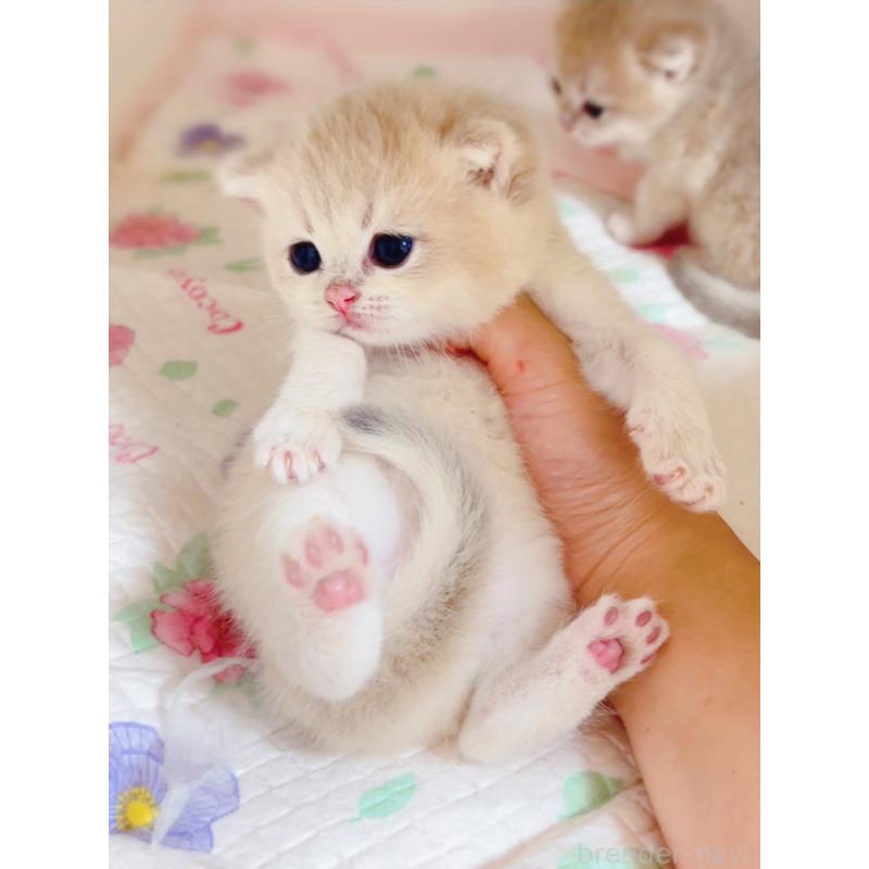 販売中の埼玉県のブリティッシュショートヘア-125857の4枚目