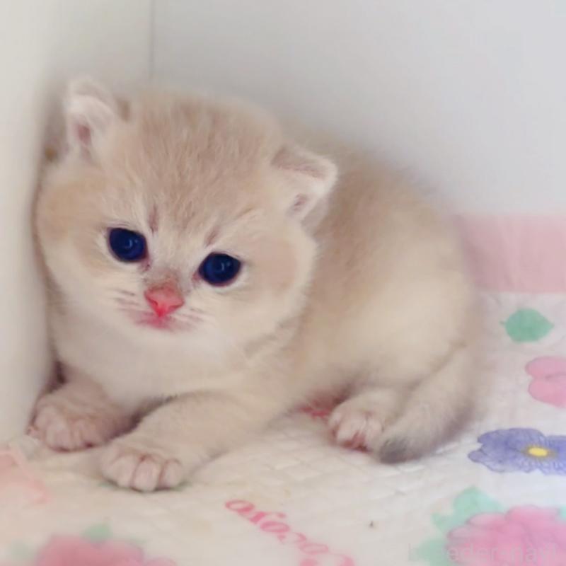 販売中の埼玉県のブリティッシュショートヘア-125857の3枚目