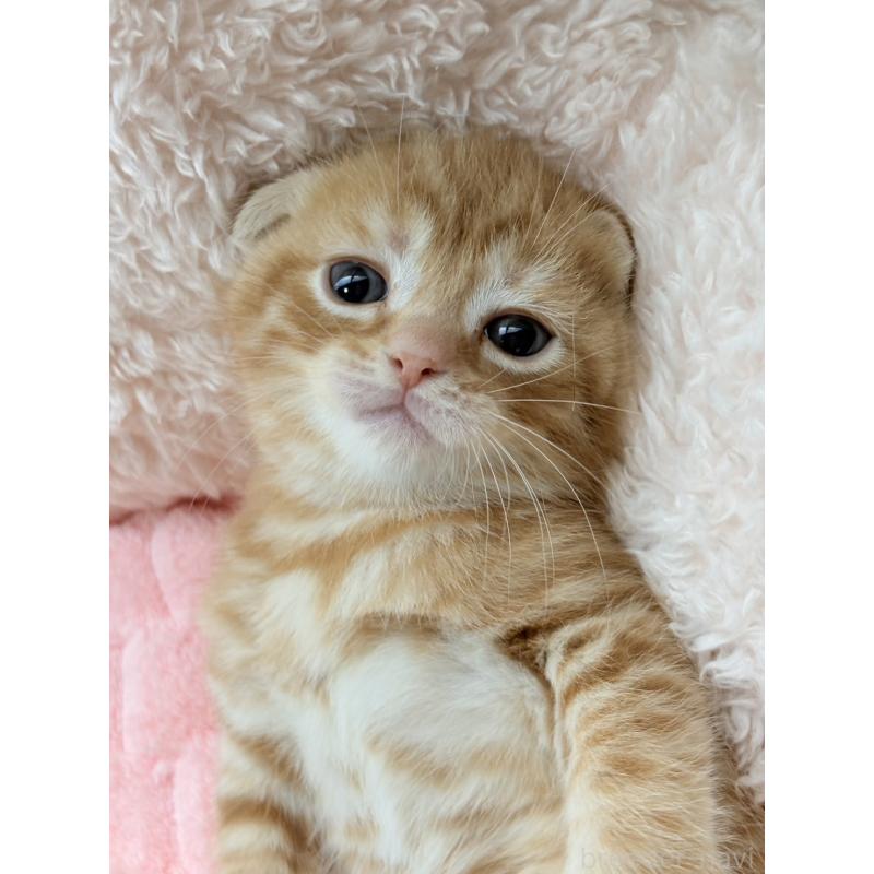 販売中の奈良県のスコティッシュフォールド(折れ耳)-125861の4枚目