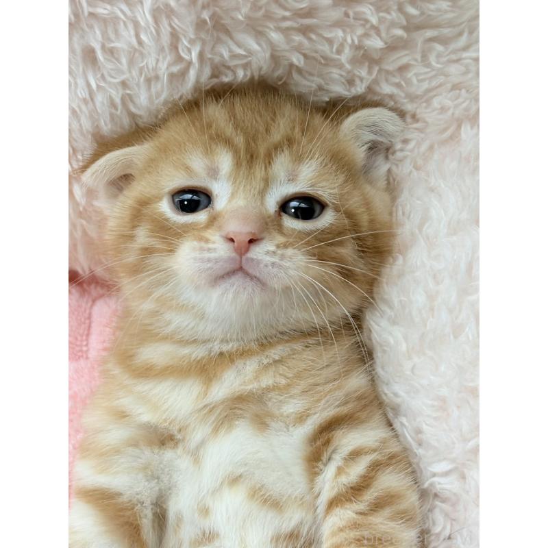 販売中の奈良県のスコティッシュフォールド(折れ耳)-125861の2枚目