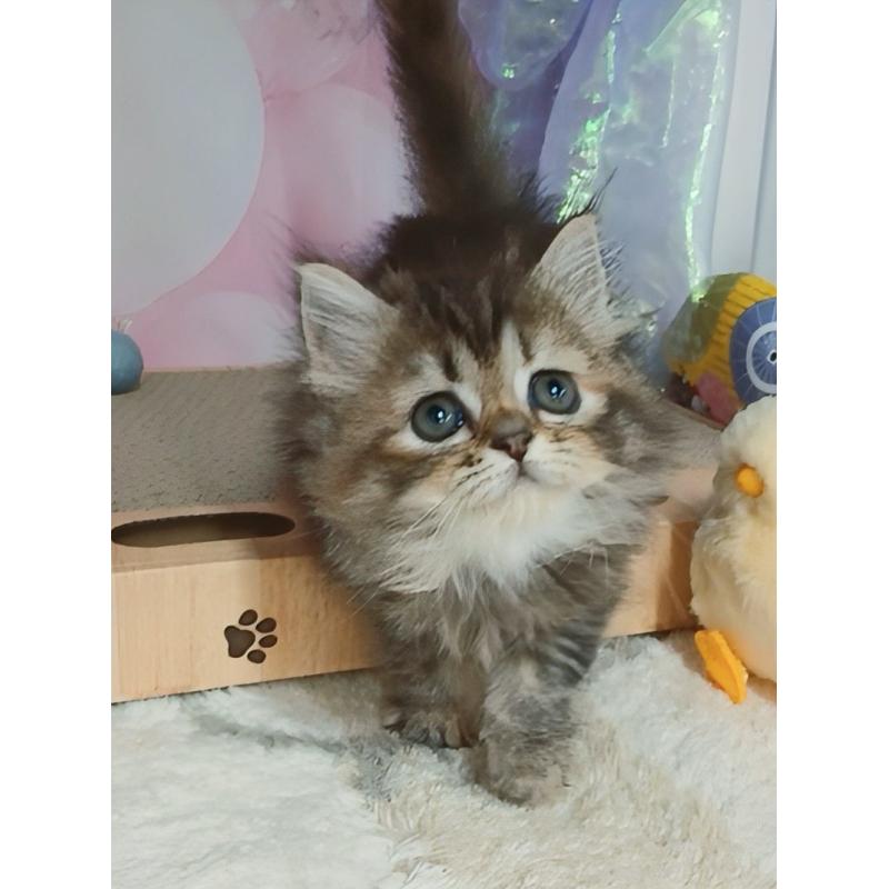 販売中の千葉県のマンチカン-125870の2枚目