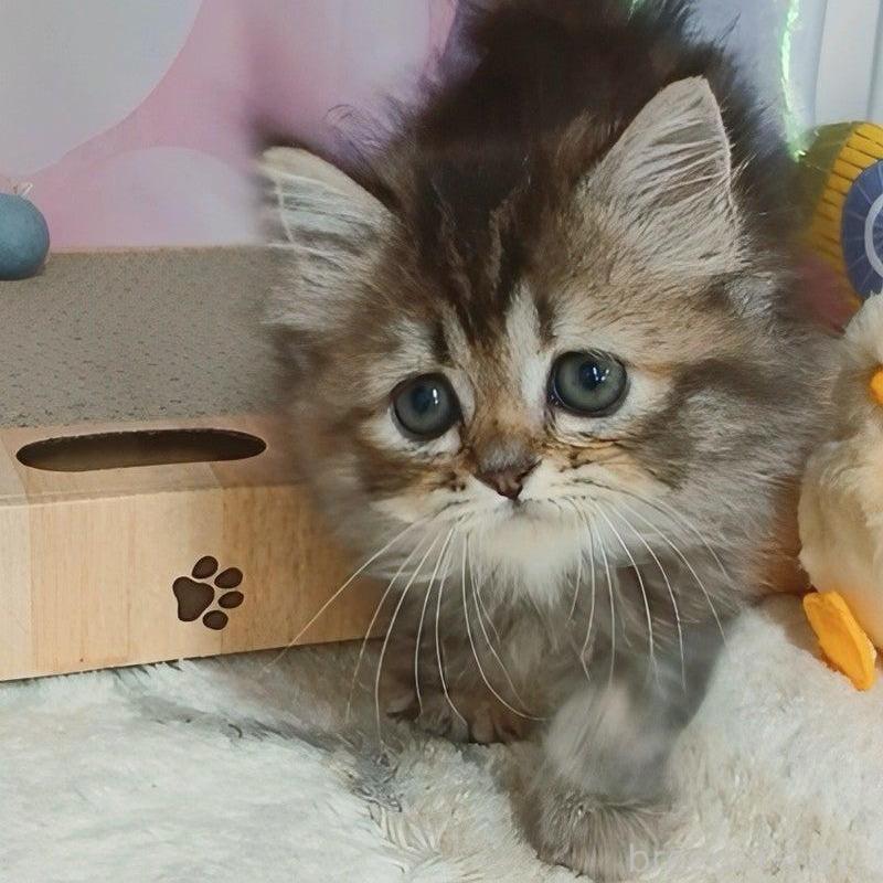 販売中の千葉県のマンチカン-125870の1枚目