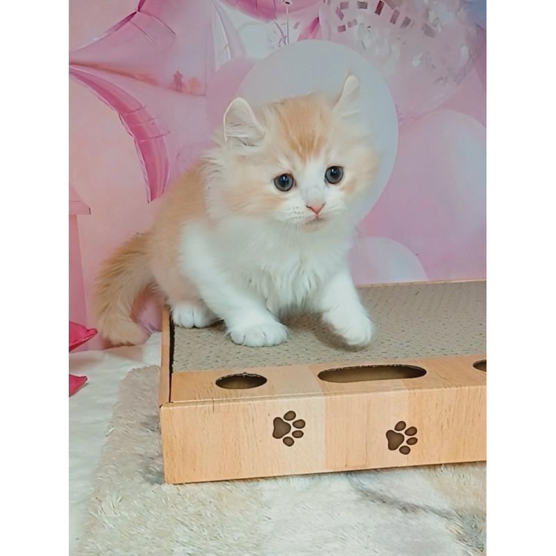 販売中の千葉県のキンカロー-125871の3枚目