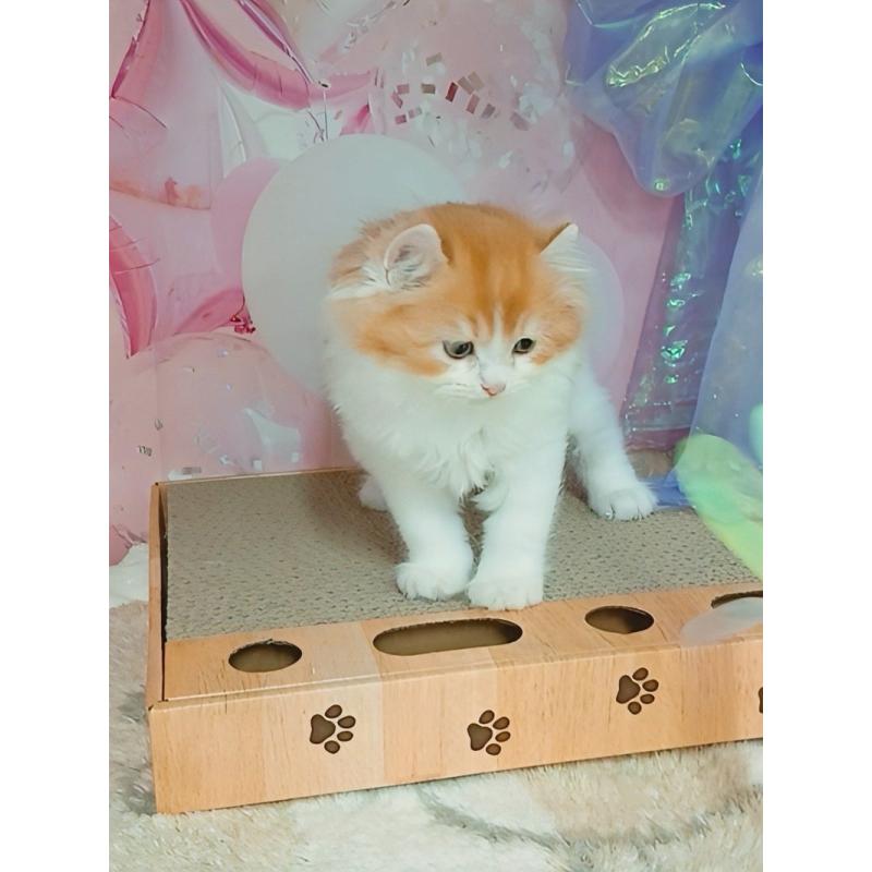 販売中の千葉県のキンカロー-125873の2枚目
