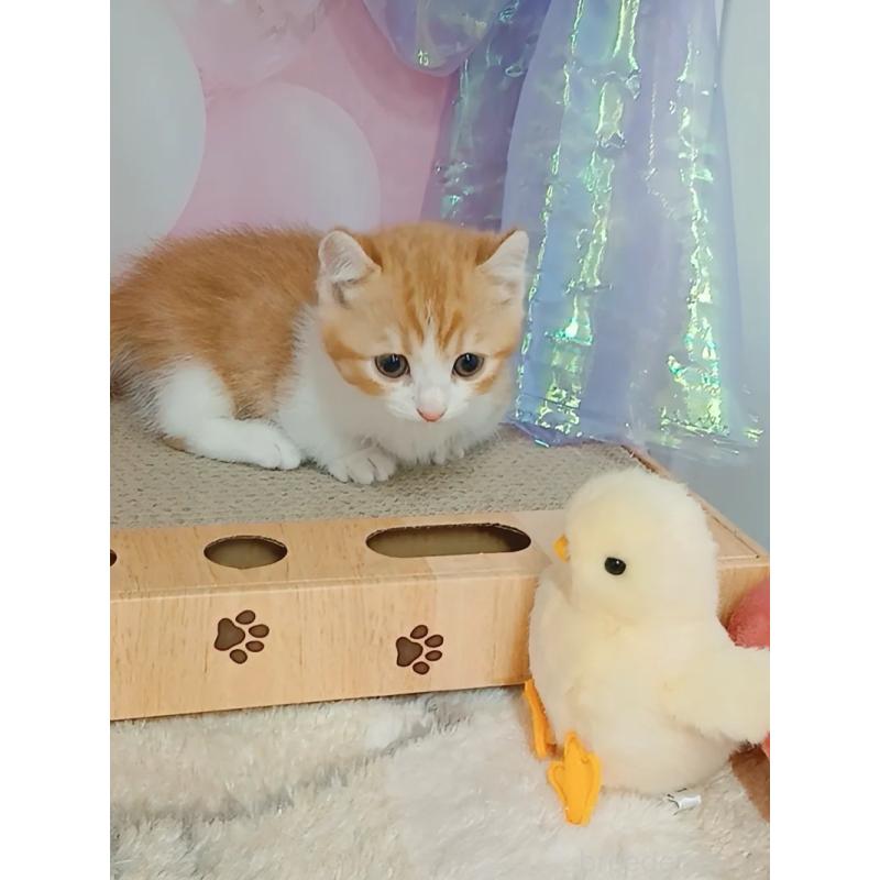 販売中の千葉県のキンカロー-125875の6枚目