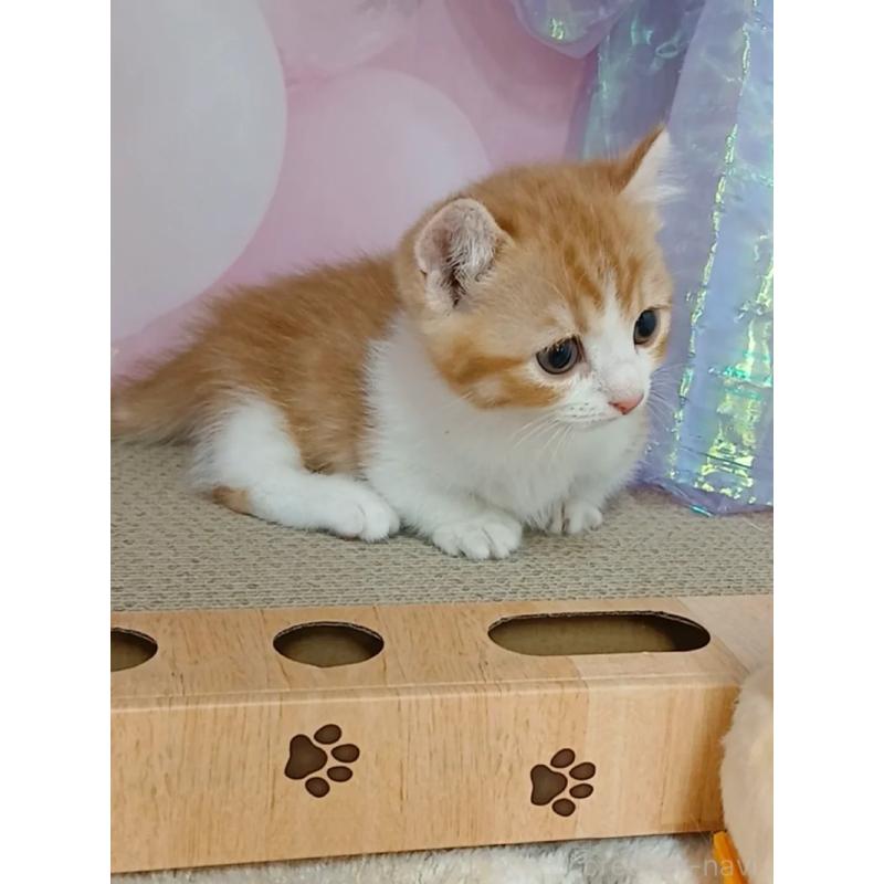 販売中の千葉県のキンカロー-125875の2枚目