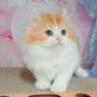 オンライン見学