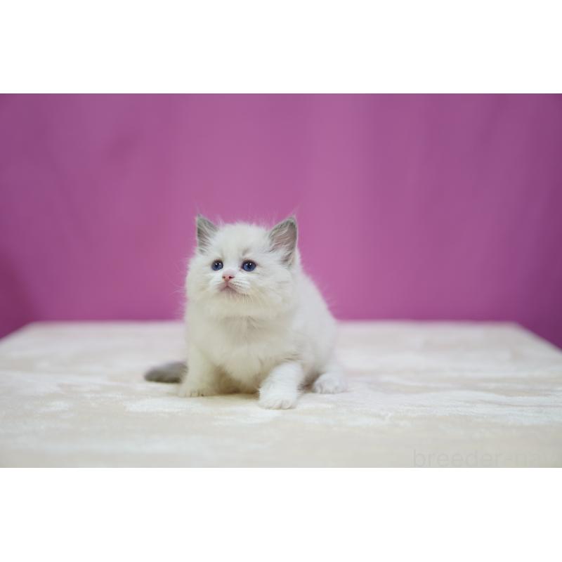販売中の埼玉県のラグドール-125891の6枚目
