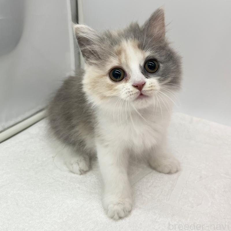 販売中の愛知県のスコティッシュフォールド-125906