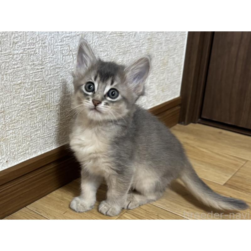 成約済の千葉県のソマリ-124794の2枚目