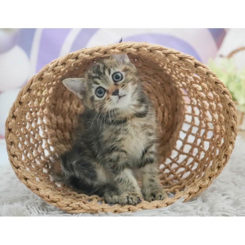 販売中の埼玉県のマンチカン-125931の3枚目