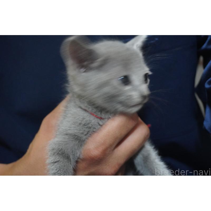販売中の神奈川県のロシアンブルー-125932の8枚目