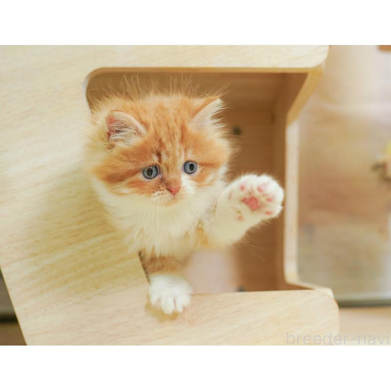 販売中の埼玉県のミヌエット-125938の3枚目