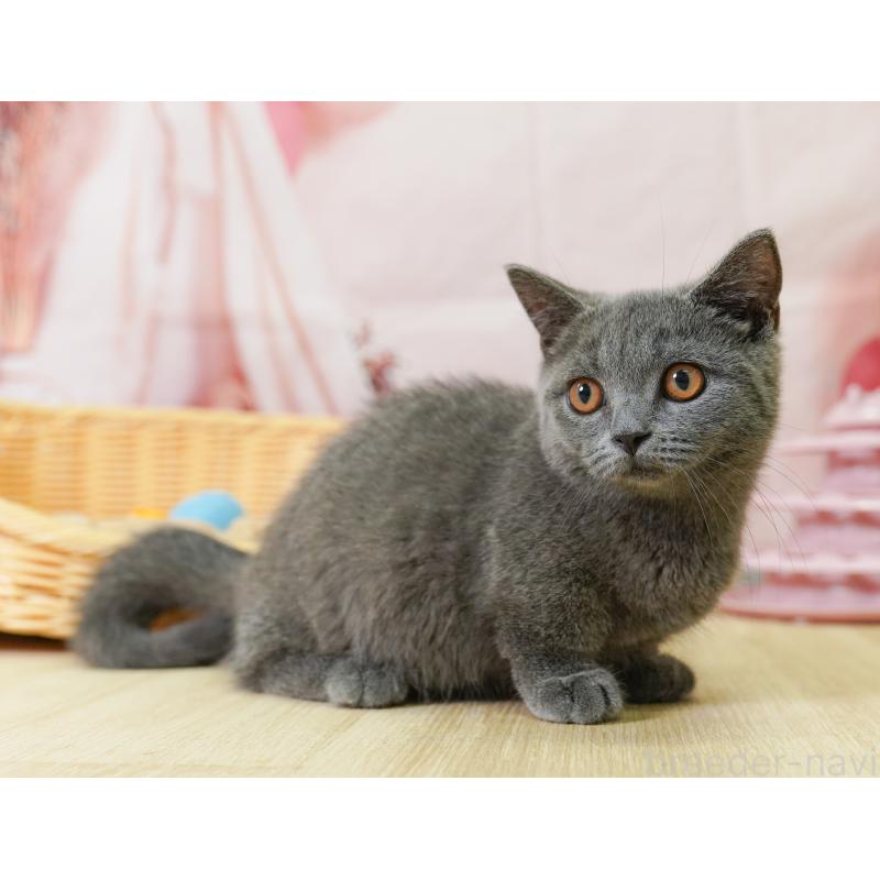 販売中の埼玉県のマンチカン(短足)-125939の10枚目