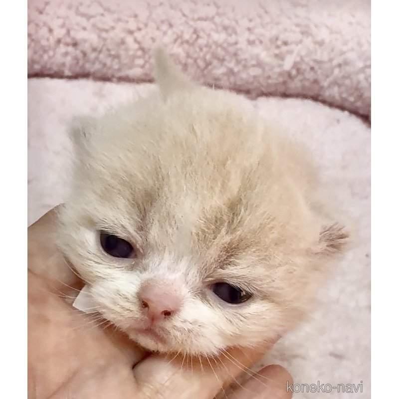 販売中の大阪府のエキゾチックロングヘア-125979の3枚目