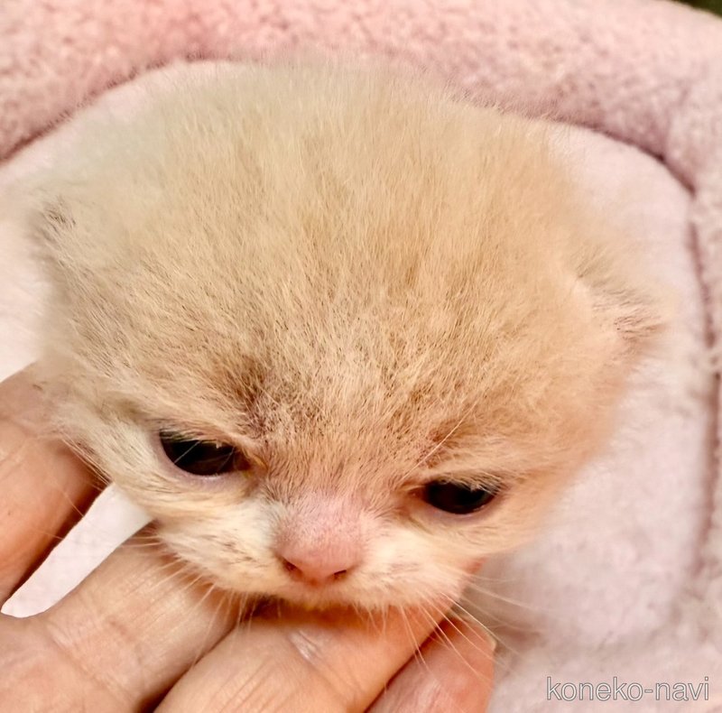 販売中の大阪府のエキゾチックロングヘア-125979の1枚目