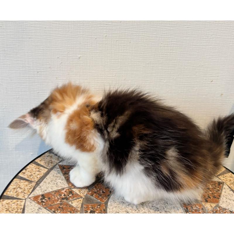 販売中の埼玉県のノルウェージャンフォレストキャット-125953の5枚目